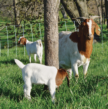 Electric Sheep and Goat Fence 50m (+/- 0.5m)