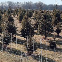 Electric Sheep and Goat Fence 50m (+/- 0.5m)