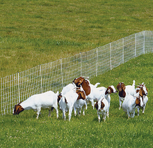 Electric Sheep and Goat Fence 50m (+/- 0.5m)