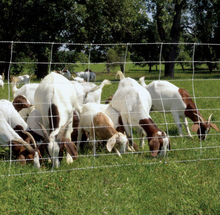 Electric Sheep and Goat Fence 50m (+/- 0.5m)