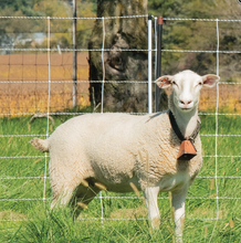 Electric Sheep and Goat Fence 50m (+/- 0.5m)
