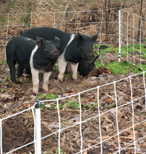 Electric Pig Fence 30m (+/- 0.3m) long