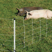 Electric Pig Fence 30m (+/- 0.3m) long