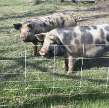 Electric Pig Fence 30m (+/- 0.3m) long