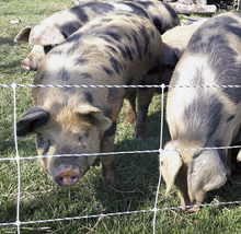 Electric Pig Fence 30m (+/- 0.3m) long