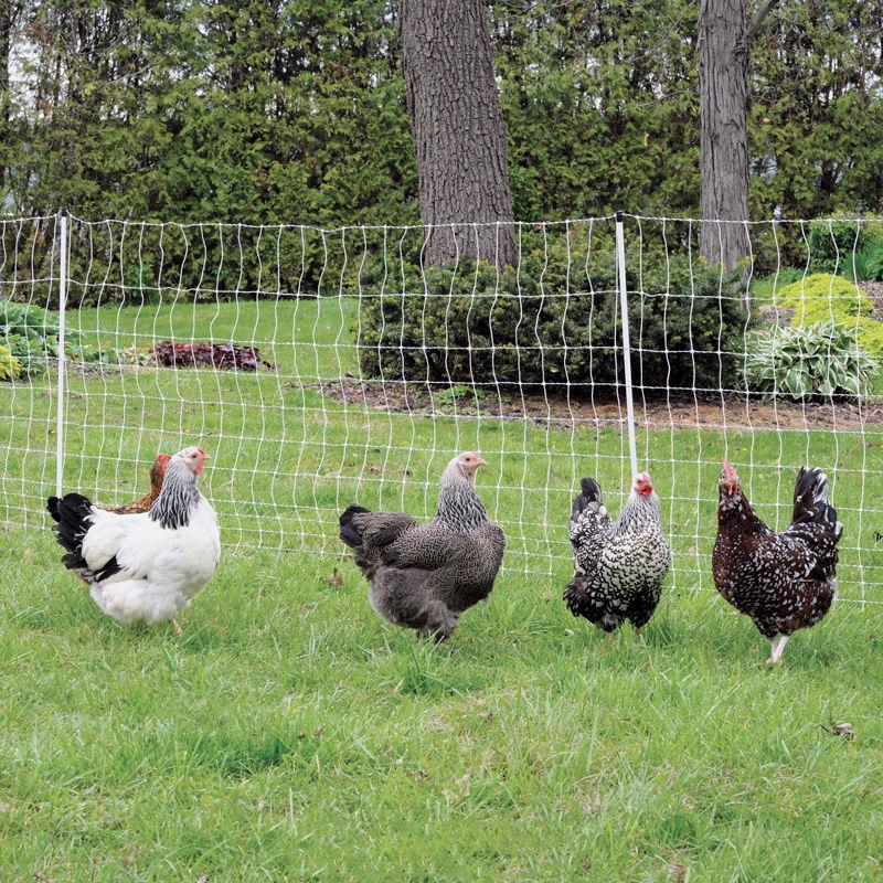 Electric Poultry Fence 50m – Chicken Caravan