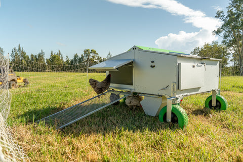 Chicken Caravan 30 - Gen 5 (Flat Pack)