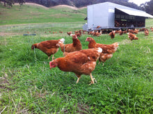 Flat packed Chicken Caravan 450 (Flat Pack)
