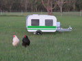 Chicken Caravan 10 - Pink